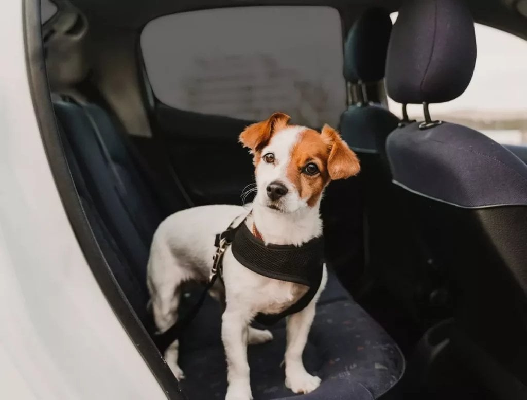 Liten vit och brun hund sitter på baksätet av bil med svart sele