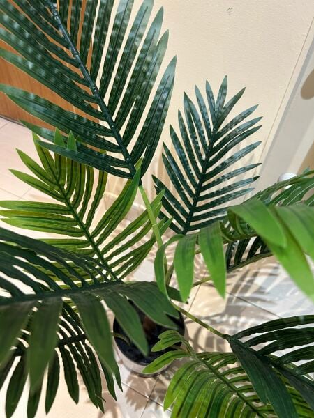 Hojas verdes de palmera con vetas oscuras en maceta junto a ventana con luz natural